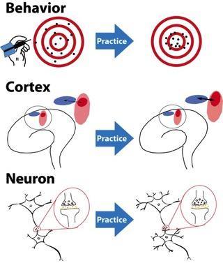 Brain Plasticity: "Use it or Lose it!" - SDBrainCenter