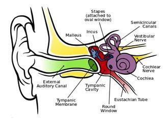 Diagram of human ear anatomy with labeled inner ear structures, cochlea, and auditory nerves