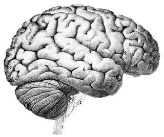 Detailed black and white brain diagram highlighting lobes and cerebellum for neurological health